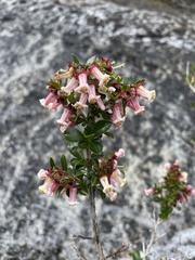 Escallonia virgata