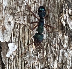 Rhytidoponera aspera