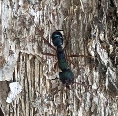 Rhytidoponera aspera