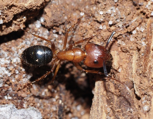 Florida carpenter ant
