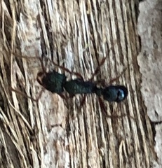 Rhytidoponera aspera