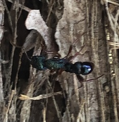 Rhytidoponera aspera