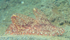 Coeloplana meteoris