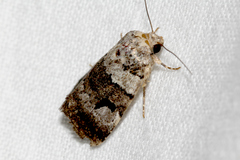 Thoracolopha flexirena