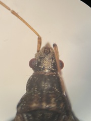 Ligyrocoris