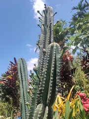 Cereus hexagonus