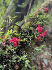 Asteranthera ovata