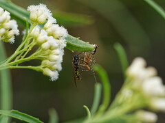Cosmoclopius nigroannulatus