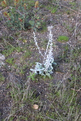 Pseudognaphalium microcephalum