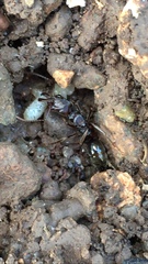 Odontomachus ruginodis