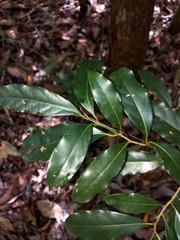 Cryptocarya microneura