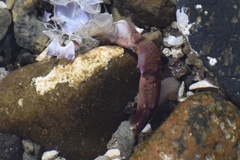 Cycloxanthops novemdentatus