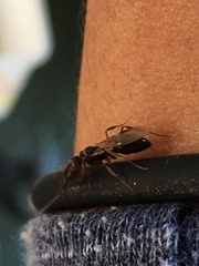 Odontomachus ruginodis