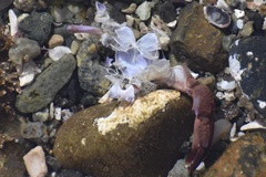 Cycloxanthops novemdentatus