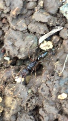 Odontomachus ruginodis