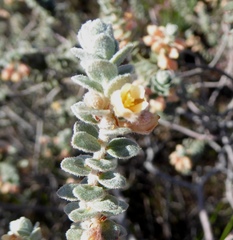 Clutia tomentosa