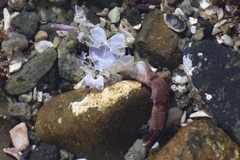 Cycloxanthops novemdentatus