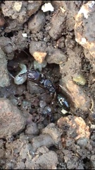 Odontomachus ruginodis