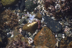 Cycloxanthops novemdentatus