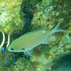 Azurina multilineata