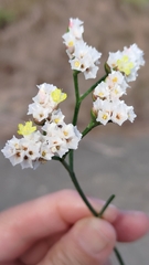 Limonium sinense