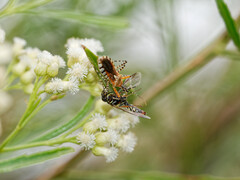 Cosmoclopius nigroannulatus
