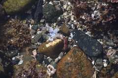 Cycloxanthops novemdentatus