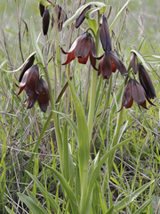 Fritillaria biflora