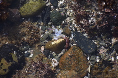 Cycloxanthops novemdentatus