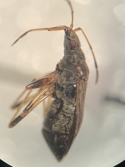 Ligyrocoris