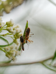 Cosmoclopius nigroannulatus