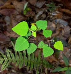 Homalanthus stillingiifolius
