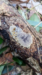 Fungi
