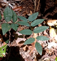 Derris involuta