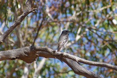 Melanodryas cucullata