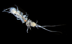 Calasellus californicus