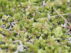 Selaginella cinerascens