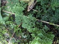 Hymenophyllum multifidum