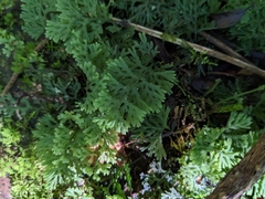 Hymenophyllum multifidum
