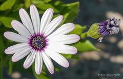 Dimorphotheca fruticosa