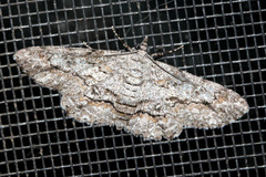Cleora displicata