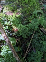 Hymenophyllum multifidum