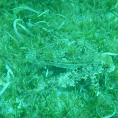 Dactylopterus volitans