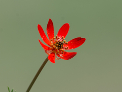 Adonis flammea