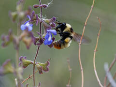 Bombus opifex