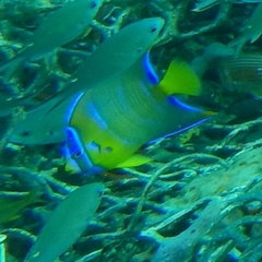 Holacanthus ciliaris