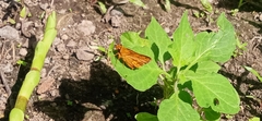 Taractrocera luzonensis