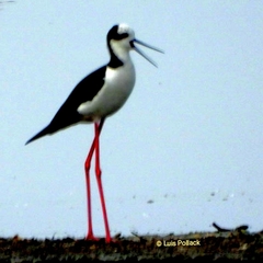 Himantopus mexicanus melanurus