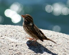 Passerculus sandwichensis rostratus