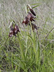 Fritillaria biflora